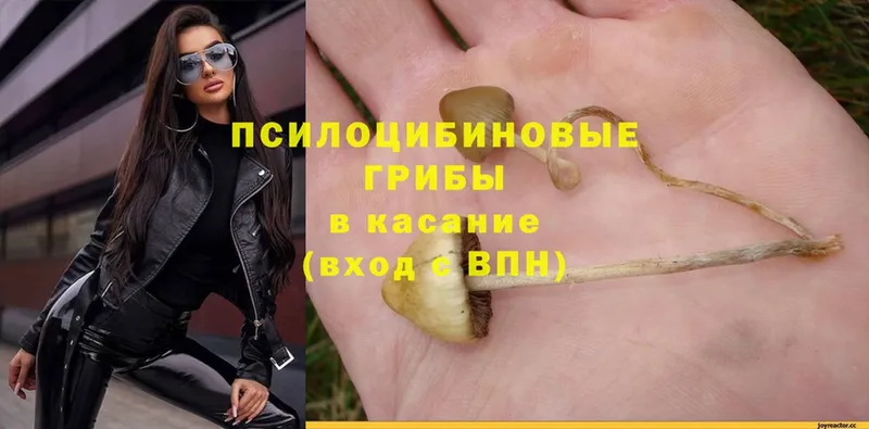 Галлюциногенные грибы Psilocybe  купить наркотики сайты  Зубцов 